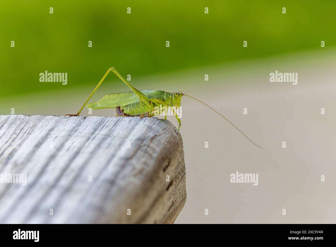 Gabelschwanzbuschkatydid (Scudderia furcata) Stockfoto