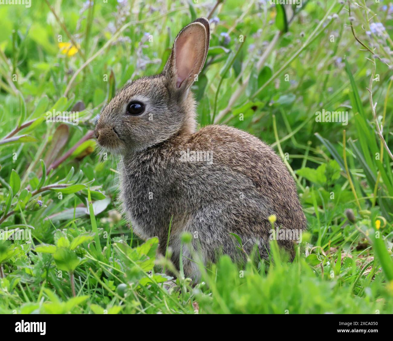 Ein Kaninchen (Oryctolagus cuniculus) in den Cotswold Hills Gloucestershire UK Stockfoto