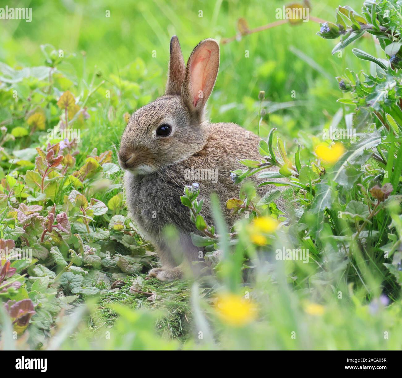 Ein Kaninchen (Oryctolagus cuniculus) in den Cotswold Hills Gloucestershire UK Stockfoto