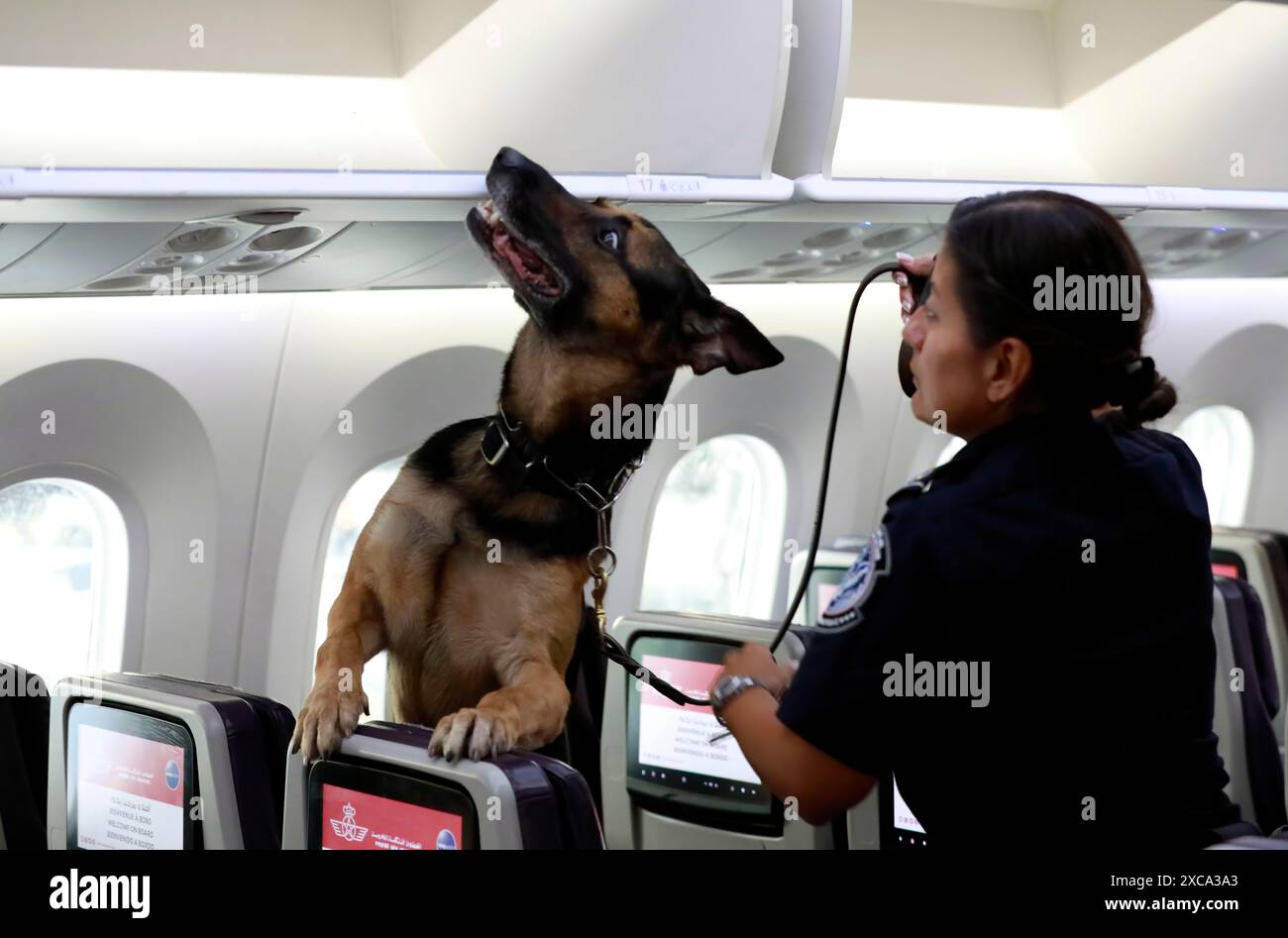 U.S. Customs and Border Protection, Office of Field Operations, Canine Officer am John F. Kennedy (JFK) Airport Queens, New York, inspizieren Flugzeugabteile und freigewordene Passagierbereiche. Die AST-Mitglieder sind darin geschult, illegale Substanzen zu lokalisieren, die möglicherweise von Passagieren oder Mitarbeitern an Bord versteckt wurden, 16. August 2022. CBP-Foto von Jaime Rodriguez Sr Stockfoto