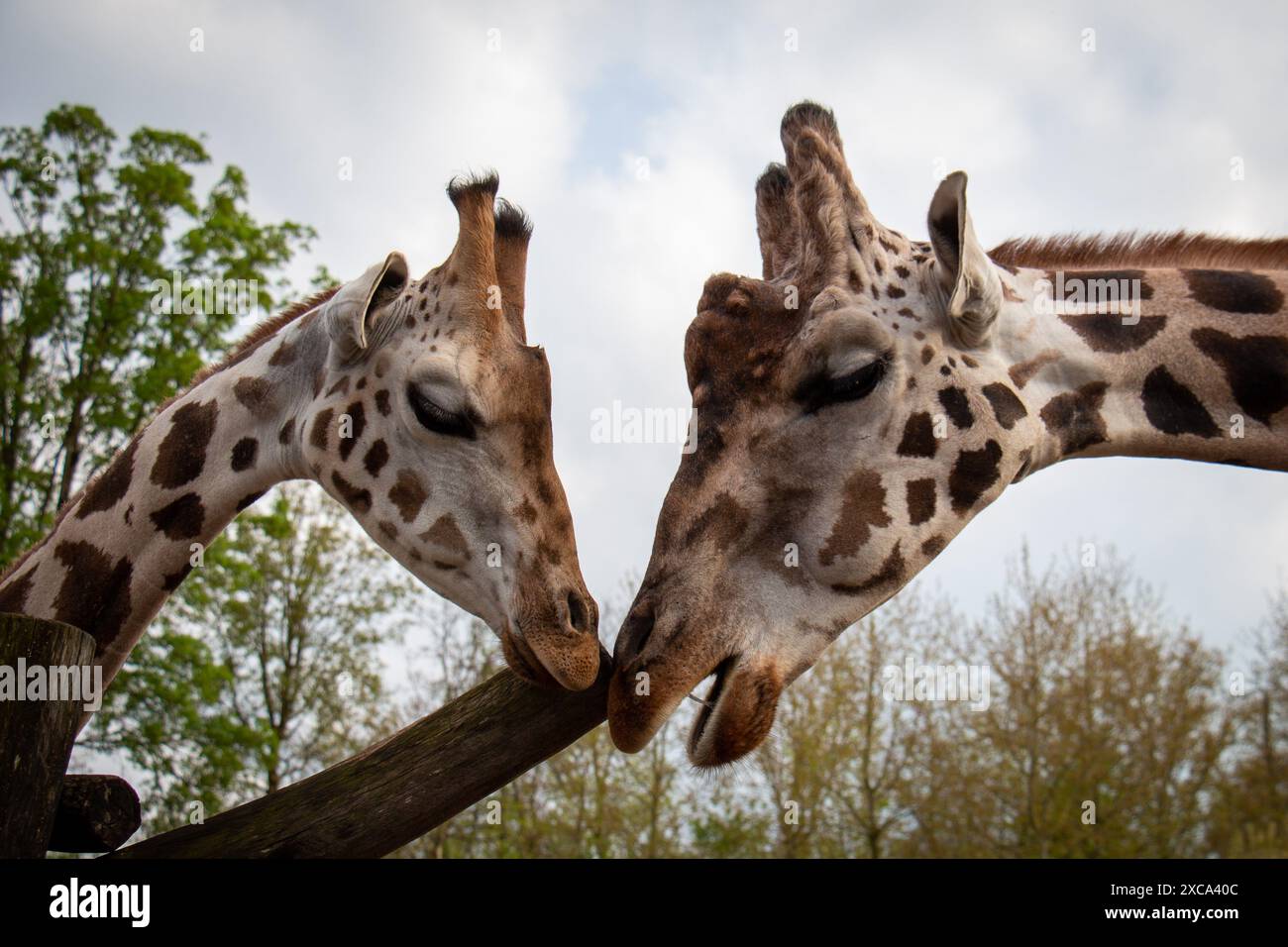 Zwei Giraffen interagieren in einer natürlichen Umgebung im Freien Stockfoto