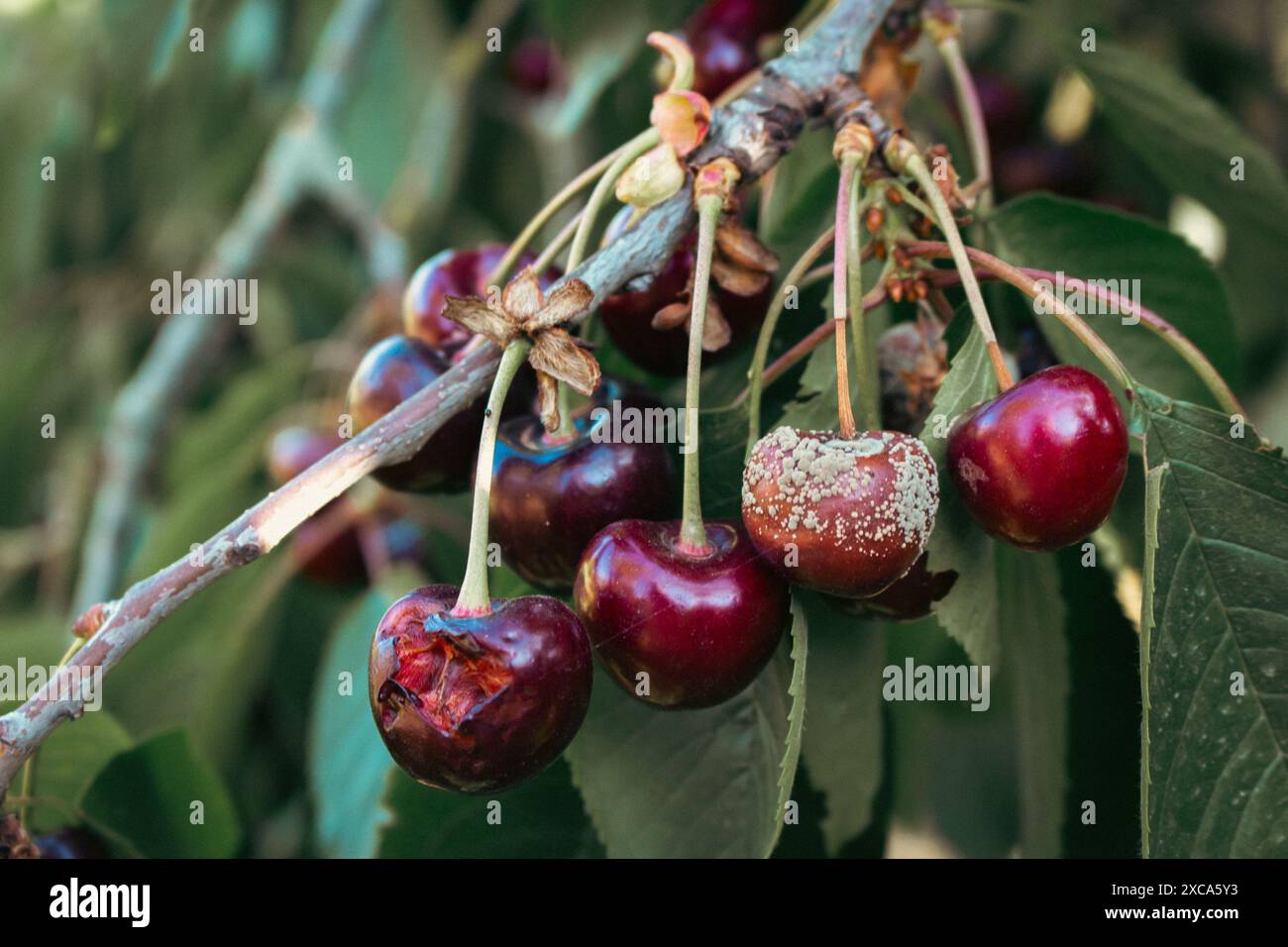 Frische und verfaulte Kirschfrüchte. Konzept der Sommerernte. Kirschgarten aus nächster Nähe. Hintergrund für den Sommer. Stillleben im Sommer. Rote Bio-Kirsche. Stockfoto