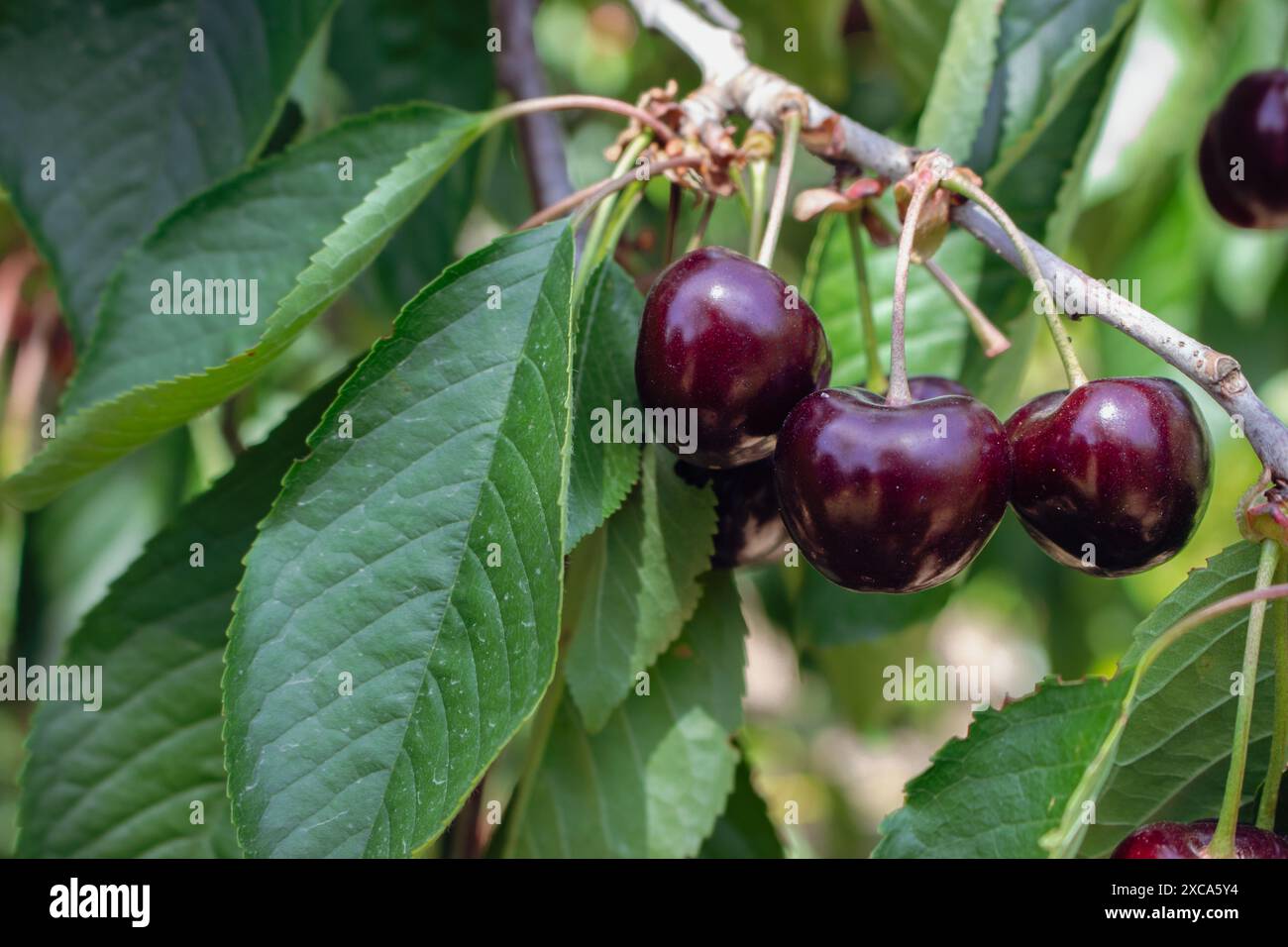 Frische und verfaulte Kirschfrüchte. Konzept der Sommerernte. Kirschgarten aus nächster Nähe. Hintergrund für den Sommer. Stillleben im Sommer. Rote Bio-Kirsche. Stockfoto