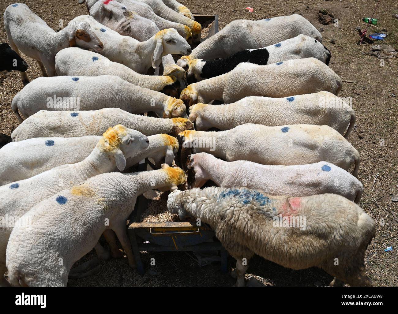 SRINAGAR, INDIEN - 15. JUNI: Schafe auf einem provisorischen Markt vor dem Festival Eid al-Adha am 15. Juni 2024 in Srinagar, Indien. EID-ul-Adha oder Bakrid ist auch bekannt als das Opferfest, bei dem Muslime weltweit an das tiefgreifende Opfer des Propheten Ibrahim (Abraham) und seine Bereitschaft, seinen Sohn als Gehorsam gegenüber Allah (Gott) darzustellen, erinnern. Bakrid ist das zweitwichtigste islamische fest für Muslime und die Traditionen, die mit Eid-ul-Adha verbunden sind, haben eine tiefe Bedeutung und Bedeutung und betonen die Werte des Glaubens, der Selbstlosigkeit und Dankbarkeit. (Foto: Waseem Andrabi/Hindu Stockfoto