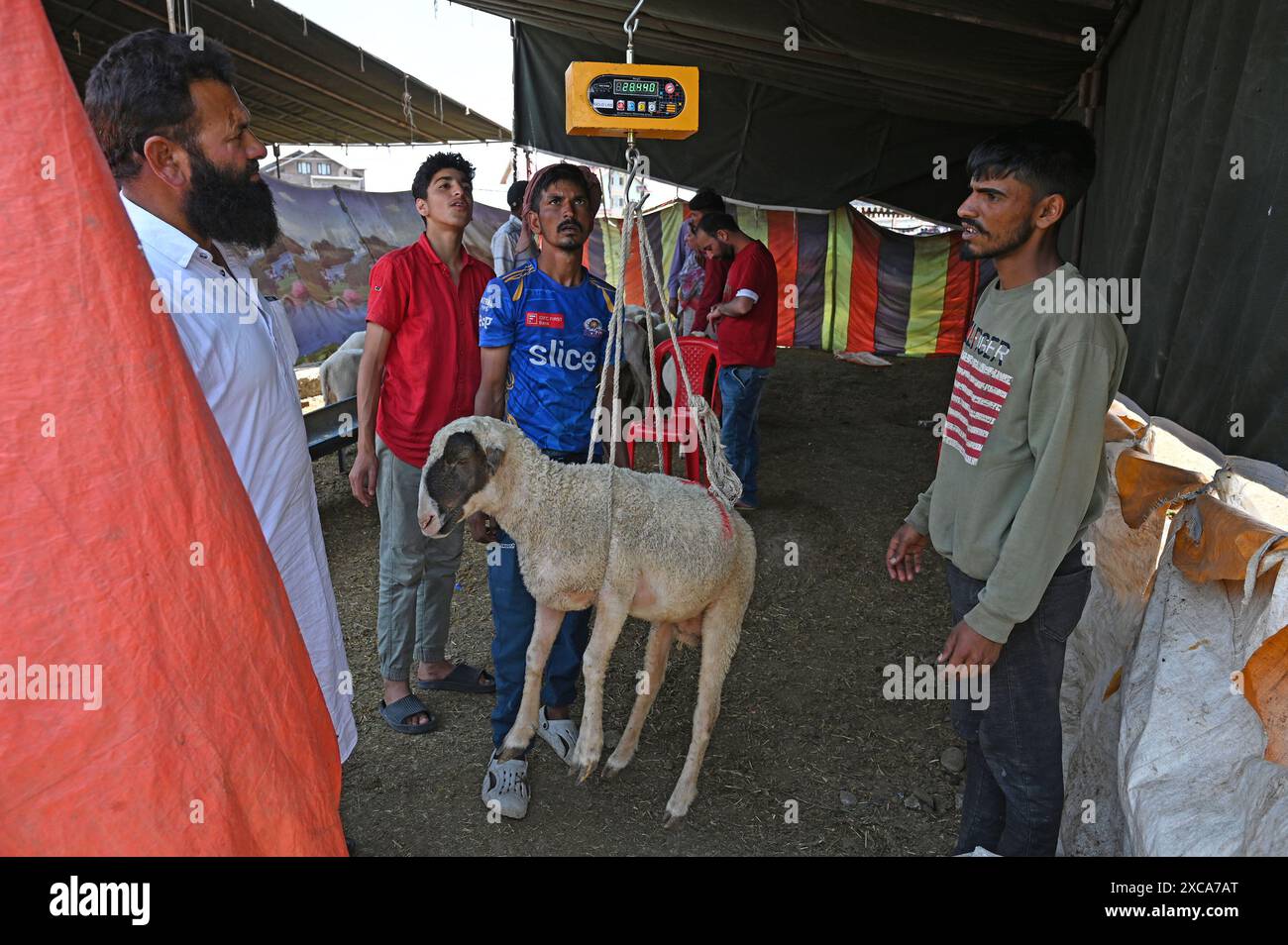 SRINAGAR, INDIEN – 15. JUNI: Ein Schaf wird auf einem provisorischen Markt vor dem Festival Eid al-Adha am 15. Juni 2024 in Srinagar, Indien, gewogen. EID-ul-Adha oder Bakrid ist auch bekannt als das Opferfest, bei dem Muslime weltweit an das tiefgreifende Opfer des Propheten Ibrahim (Abraham) und seine Bereitschaft, seinen Sohn als Gehorsam gegenüber Allah (Gott) darzustellen, erinnern. Bakrid ist das zweitwichtigste islamische fest für Muslime und die Traditionen, die mit Eid-ul-Adha verbunden sind, haben eine tiefe Bedeutung und Bedeutung und betonen die Werte des Glaubens, der Selbstlosigkeit und Dankbarkeit. (Foto von Waseem Stockfoto