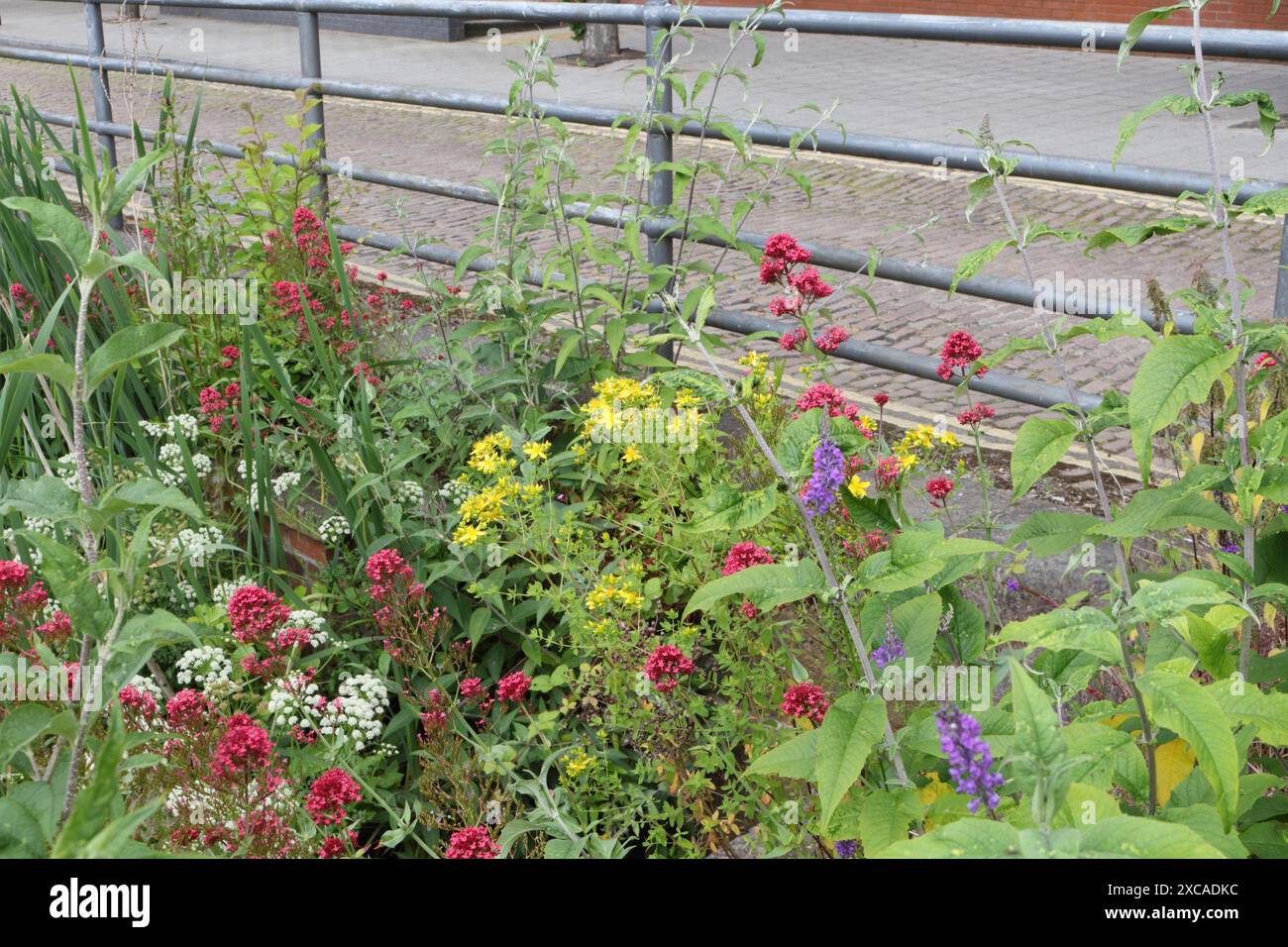 Kelham Island in Sheffield England, städtische Innenstädte mit Wildblumen und Artenvielfalt Stockfoto