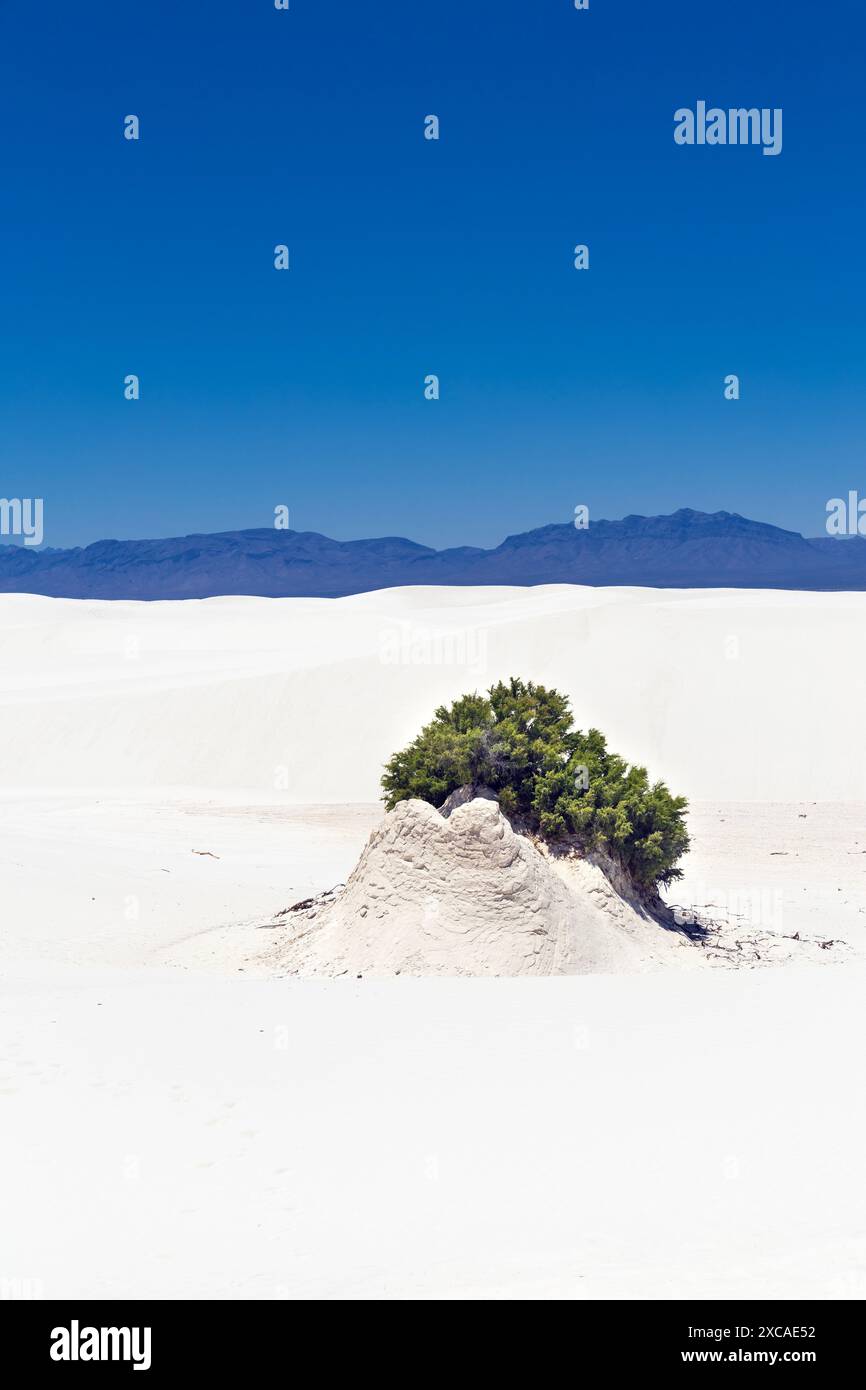 Buschwuchs auf der Alkali Flat im White Sands National Park, New Mexico, USA Stockfoto