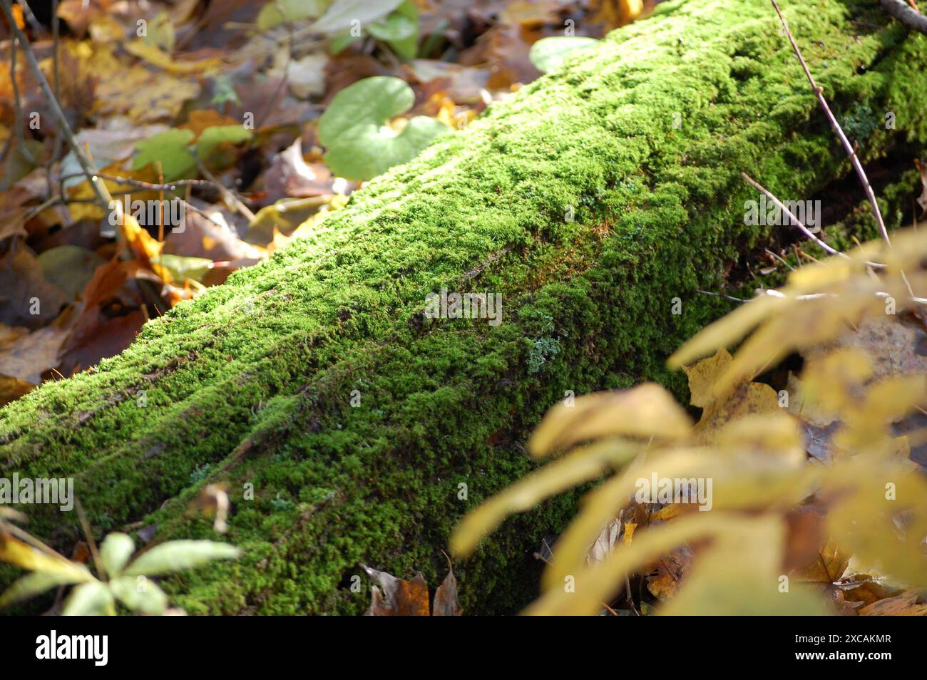 Gefallener Baum im Wald Stockfoto