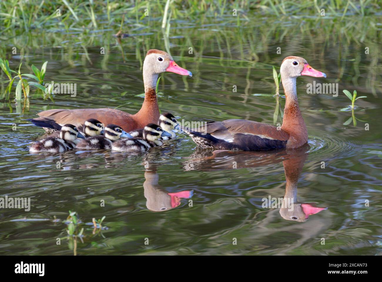 Schwarzbauchenten (Dendrocygna autumnalis) Familie mit Dämmerung, Houston Area, Texas, USA. Stockfoto