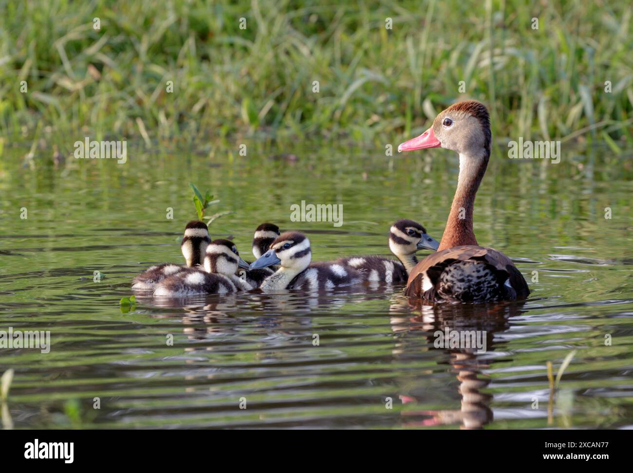 Schwarzbauchige pfeifende Enten (Dendrocygna autumnalis) weiblich mit Enten, Houston Area, Texas, USA. Stockfoto