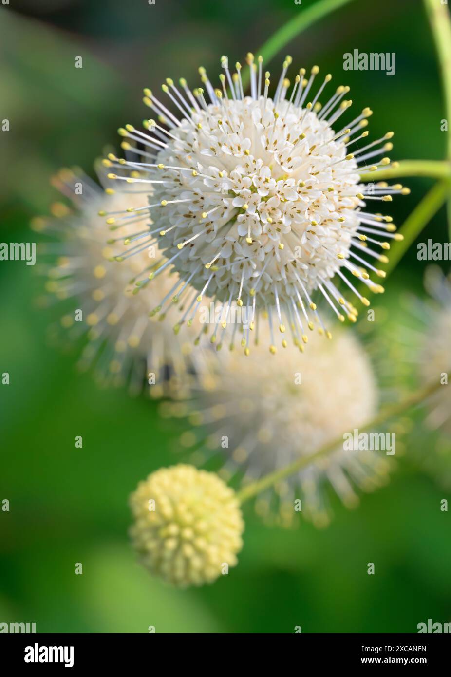 Blütenstände des blühenden Buttonbush (Cephalanthus occidentalis), auch bekannt als Button Willow, Honey Bells, Honeybells, Honey Balls, Honeyballs Stockfoto