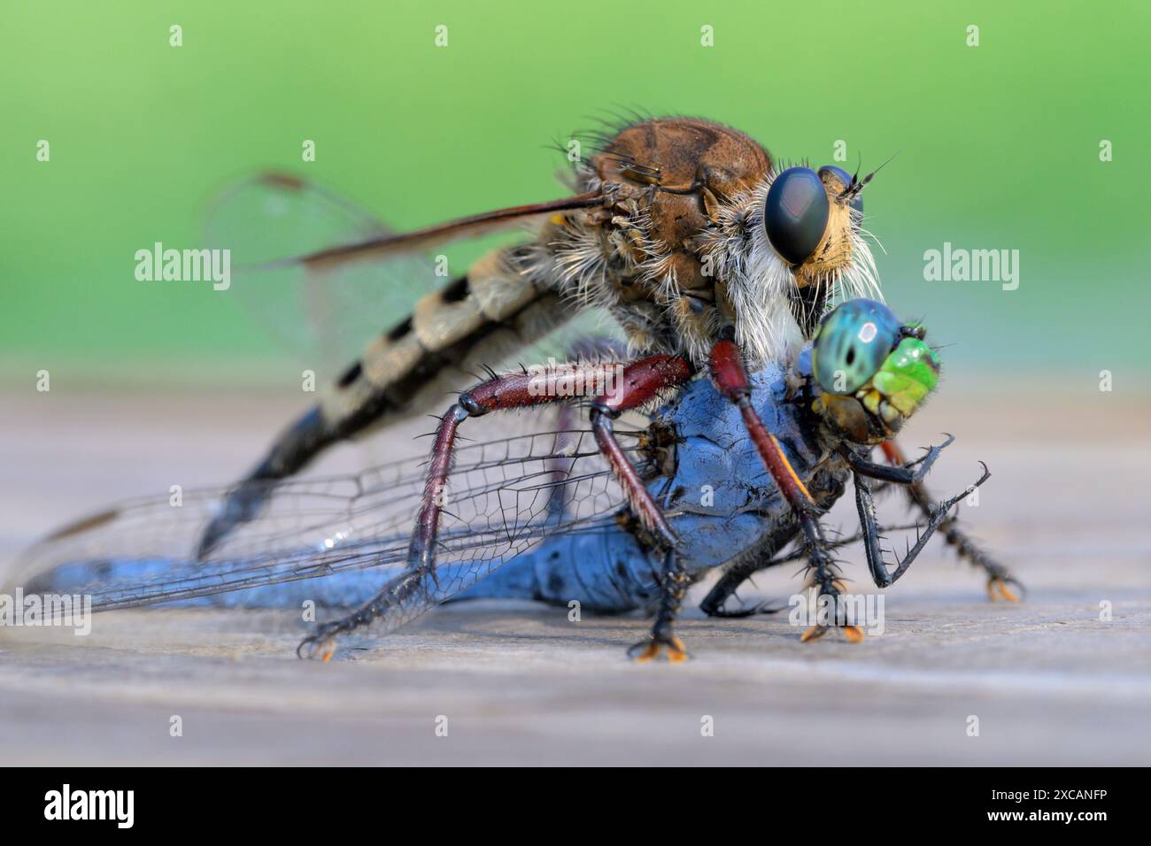 Braunbraune Lion Fly oder Räuberfliege (Promachus hinei), mit getöteter Libelle, Houston Area, Texas, USA. Stockfoto