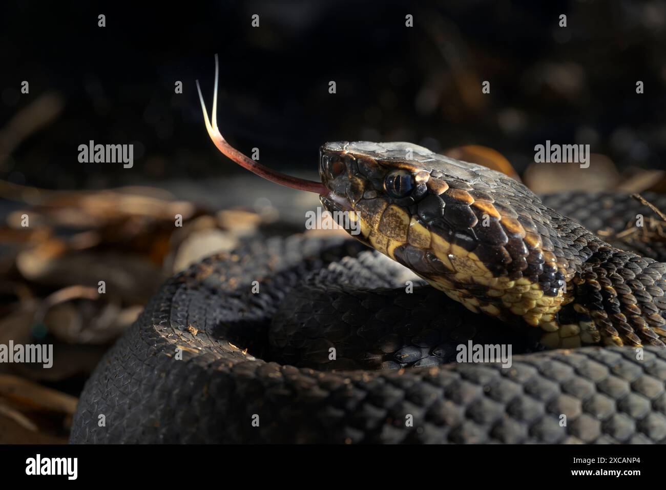 Cottonmouth, auch bekannt als Wassermokassin (Agkistrodon piscivorus), schnüffelt die Luft durch die ausgedehnte Zunge im Nachtwald, Houston Area, Texas, USA Stockfoto