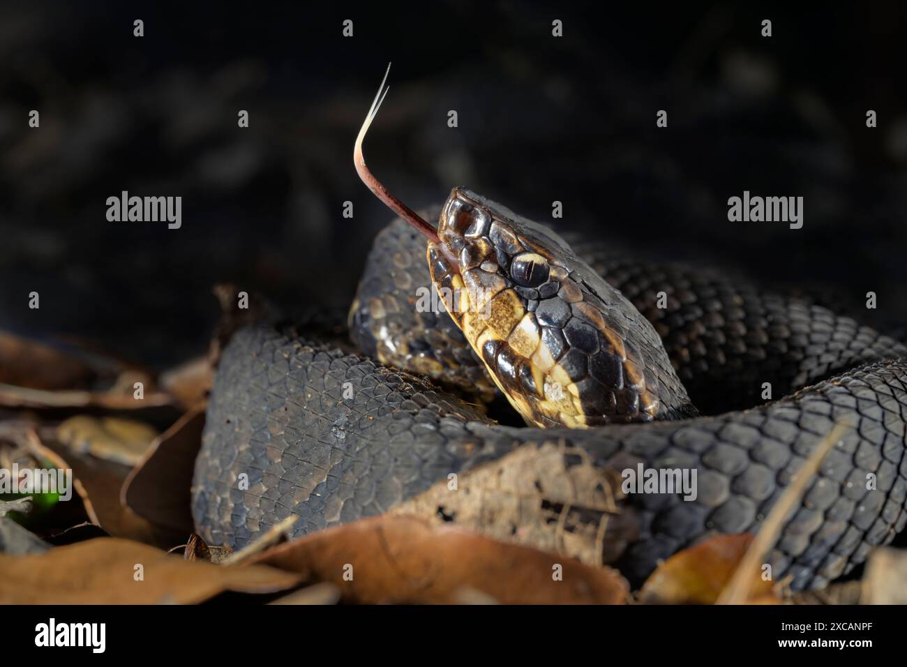 Cottonmouth, auch bekannt als Wassermokassin (Agkistrodon piscivorus), schnüffelt die Luft durch die ausgedehnte Zunge im Nachtwald, Houston Area, Texas, USA Stockfoto