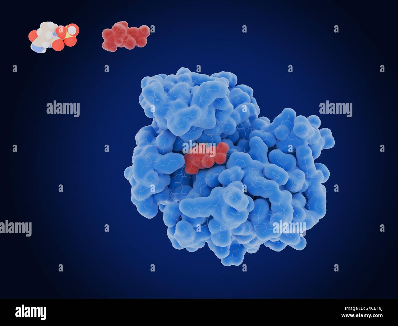 Illustration des Medikaments Avibactam (rot), das das bakterielle Enzym Beta-Lactamase (blau) hemmt. Avibactam wird in Verbindung mit Antibiotika zur Behandlung bakterieller Infektionen angewendet. Beta-Lactamase baut Beta-Lactam ab, ein integraler Bestandteil bestimmter Antibiotika, und kann somit Bakterien resistent gegen diese Antibiotika machen. Da Avibactam Beta-Lactamase hemmt, kann es diese Resistenz stören. Die molekulare Struktur von Avibactam (oben links) wird mit Atomen dargestellt, die als Kugeln dargestellt sind und farbcodiert sind: Kohlenstoff (grau), Wasserstoff (weiß), Sauerstoff (rot), Wasserstoff (blau) und Schwefel (gelb). Stockfoto