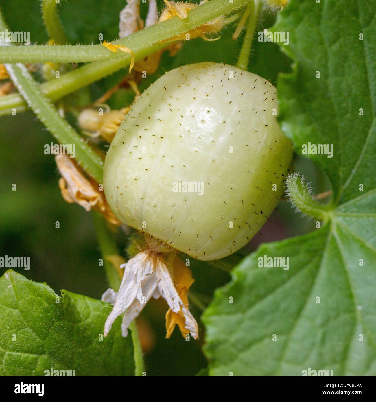 Zitronengurke, Äppelgurka (Cucumis sativus) Stockfoto