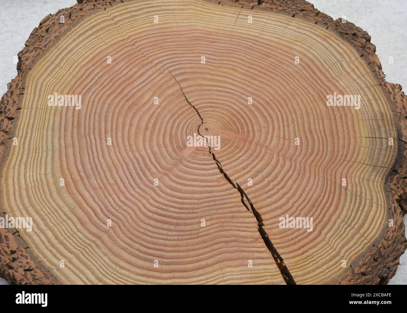 Jahresringe sind die Wachstumsringe eines Baumes im Querschnitt. Jahresringe sind die Wachstumsringe eines Baumes im Querschnitt. Jahresringe einen Baume Stockfoto