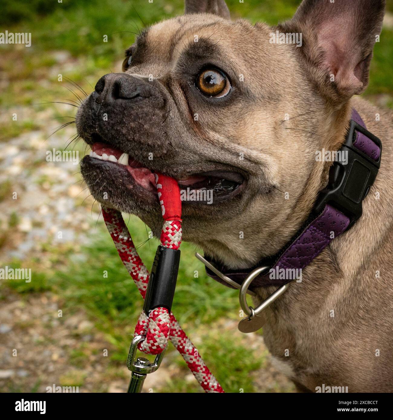 Süß aussehende französische Bulldogge spielt glücklich mit der Leine in der Natur Stockfoto