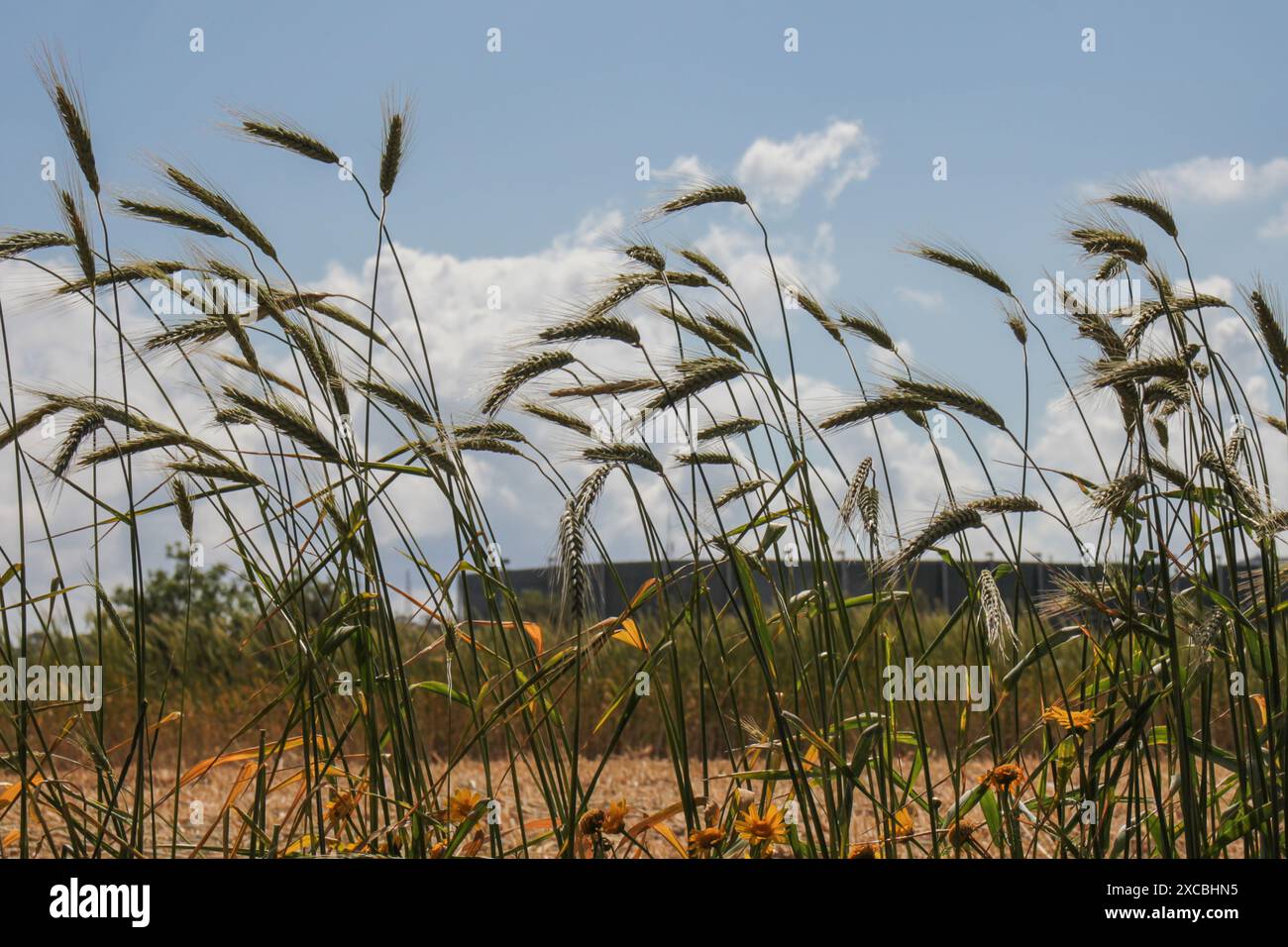 Feld von Weizen Stockfoto