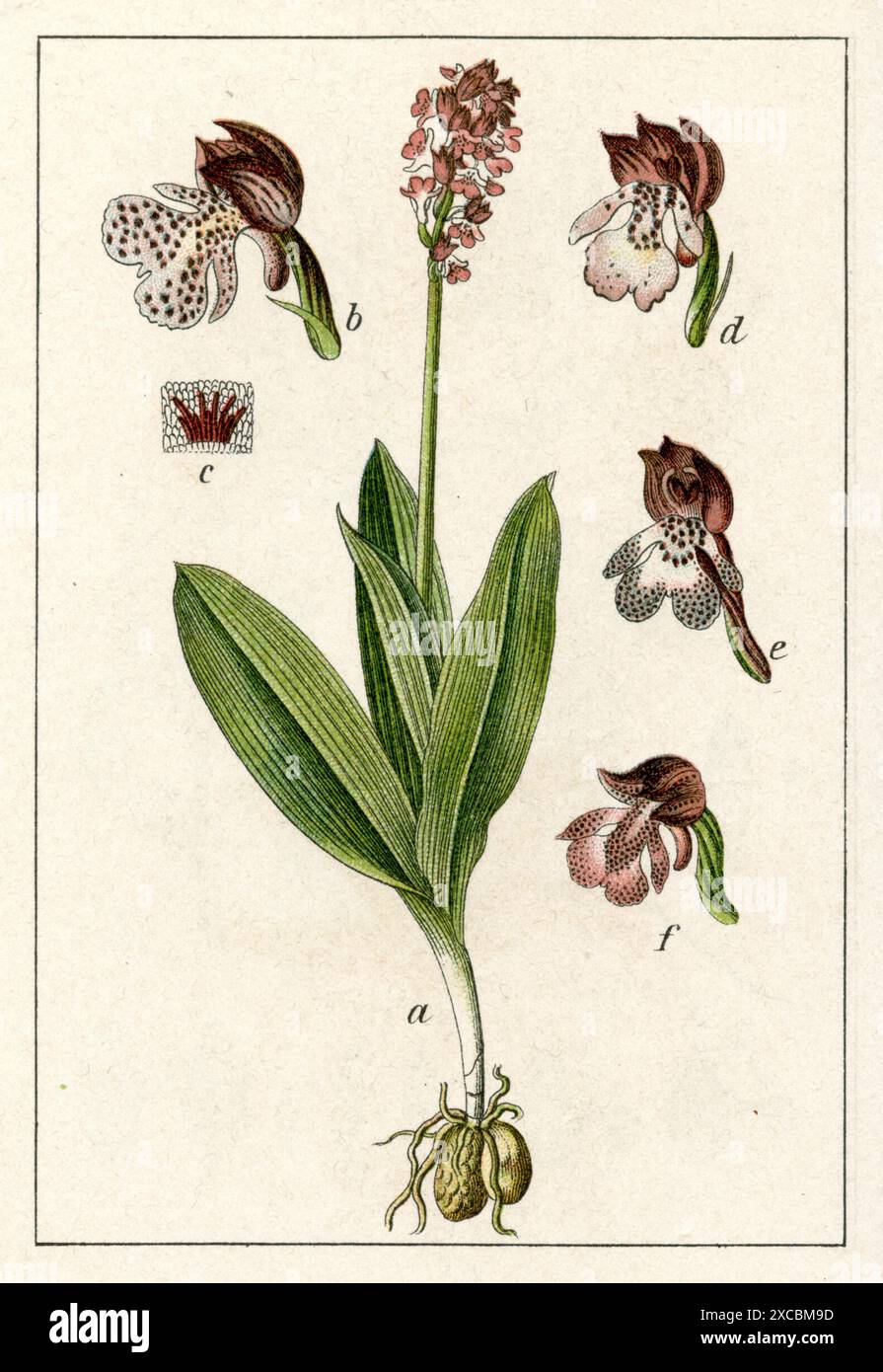 Orchidee Orchis purpurea, (Botanik-Buch, 1905), Purpur-Knabenkraut Stockfoto