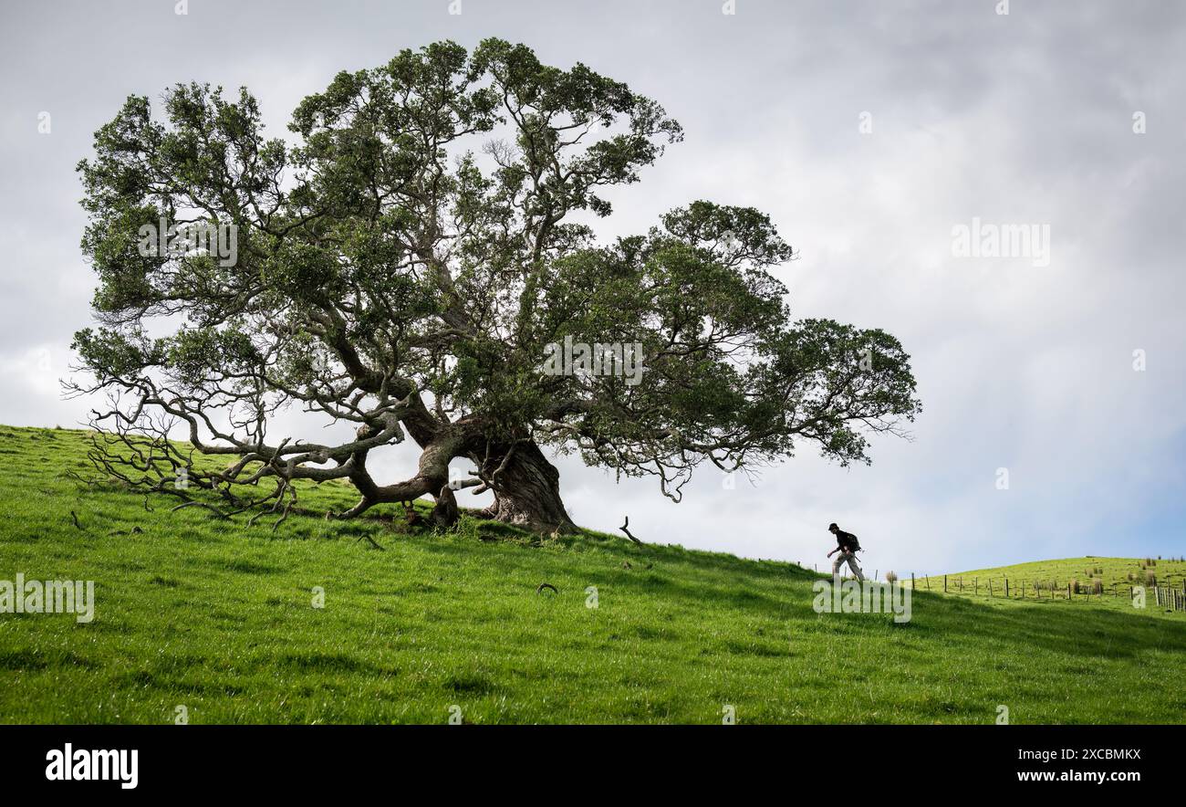 Ein Mann geht bergauf zu einem riesigen Pohutukawa-Baum. Auckland. Stockfoto