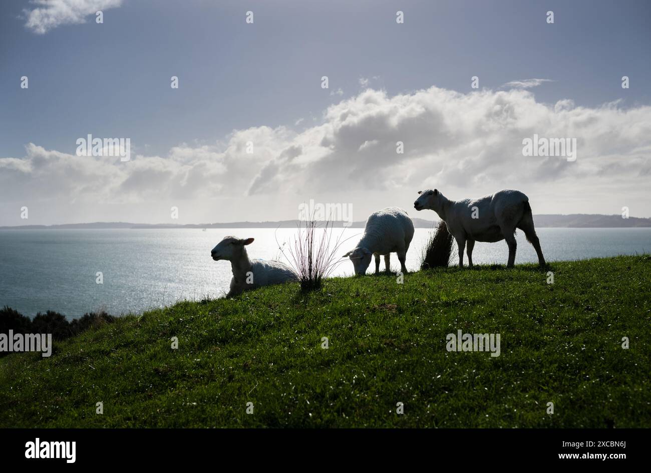 Schafe, die auf dem Hügel am Meer weiden. Duder Regional Park. Auckland. Stockfoto