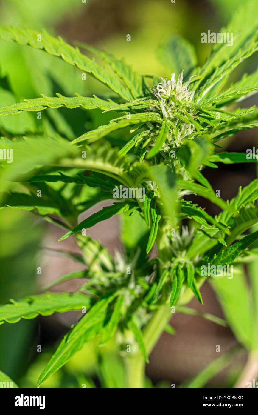 Vertikale Aufnahme weiblicher feminisierter Cannabis-Marihuana-Pflanze im frühen Blütestadium Stockfoto
