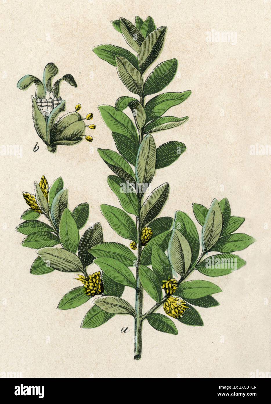 Buchsbaum Buxus sempervirens, (Botanik Buch, 1879), Buchsbaum Stockfoto