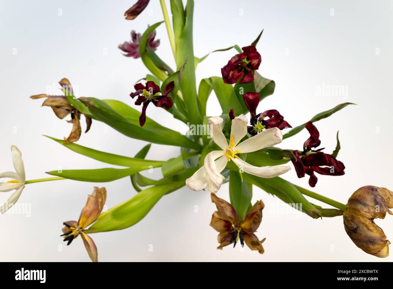 Tote Sommerblumen Stockfoto