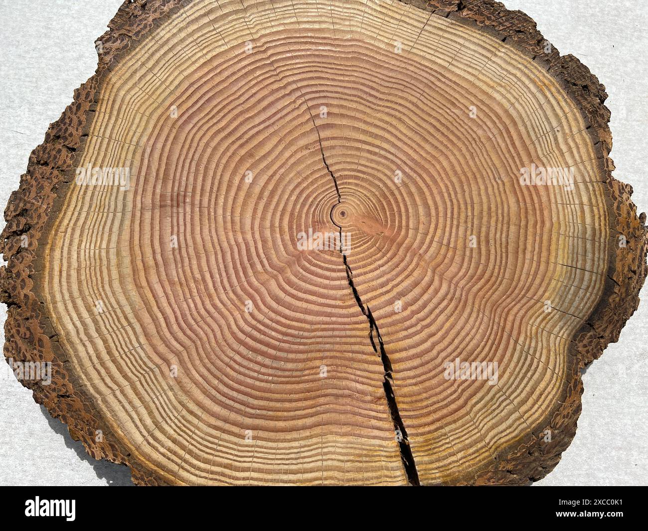 Years ringe are the Wachstubsringe a baumes in Querschnitt. Jahresringe sind die Wachstumsringe eines Baumes im Querschnitt. Stockfoto