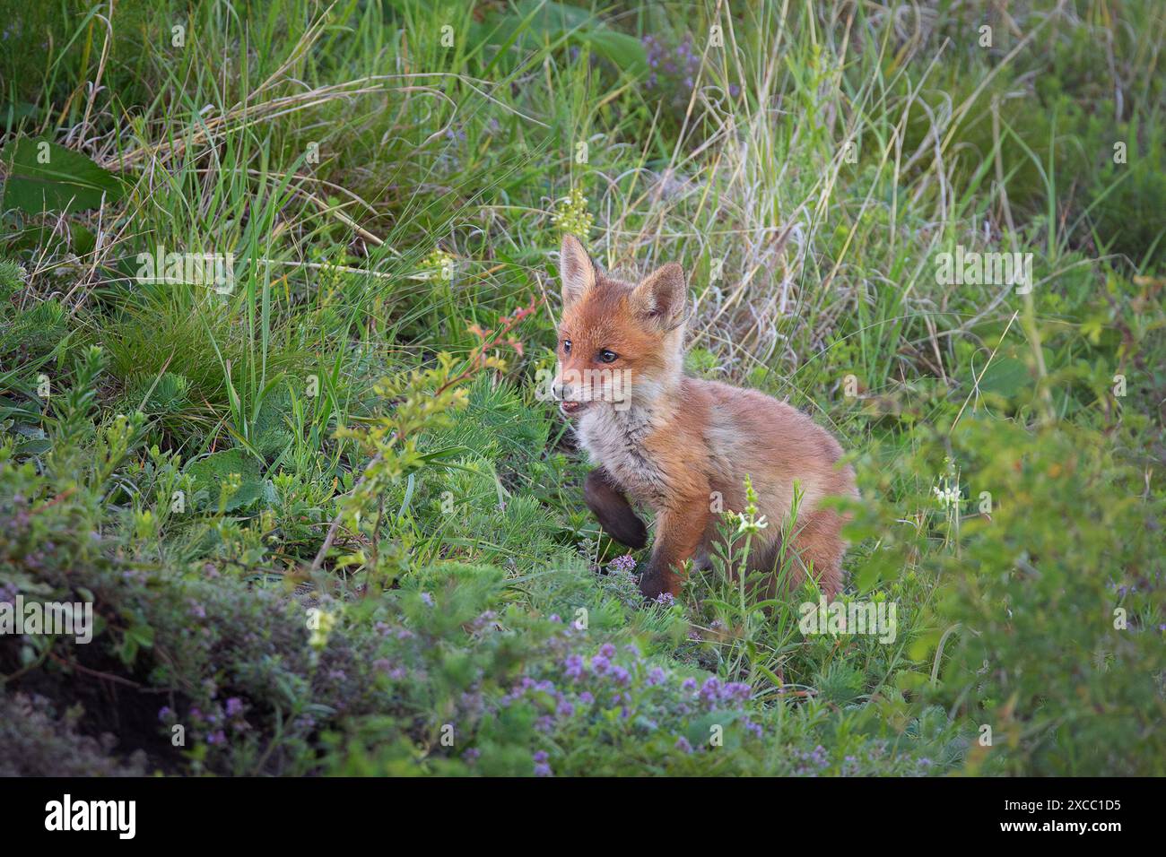 Niedliches Rotfuchsjunges auf einer natürlichen Wiese in der Nähe der Höhle (Vulpes vulpes), Bild in einem natürlichen Lebensraum Stockfoto