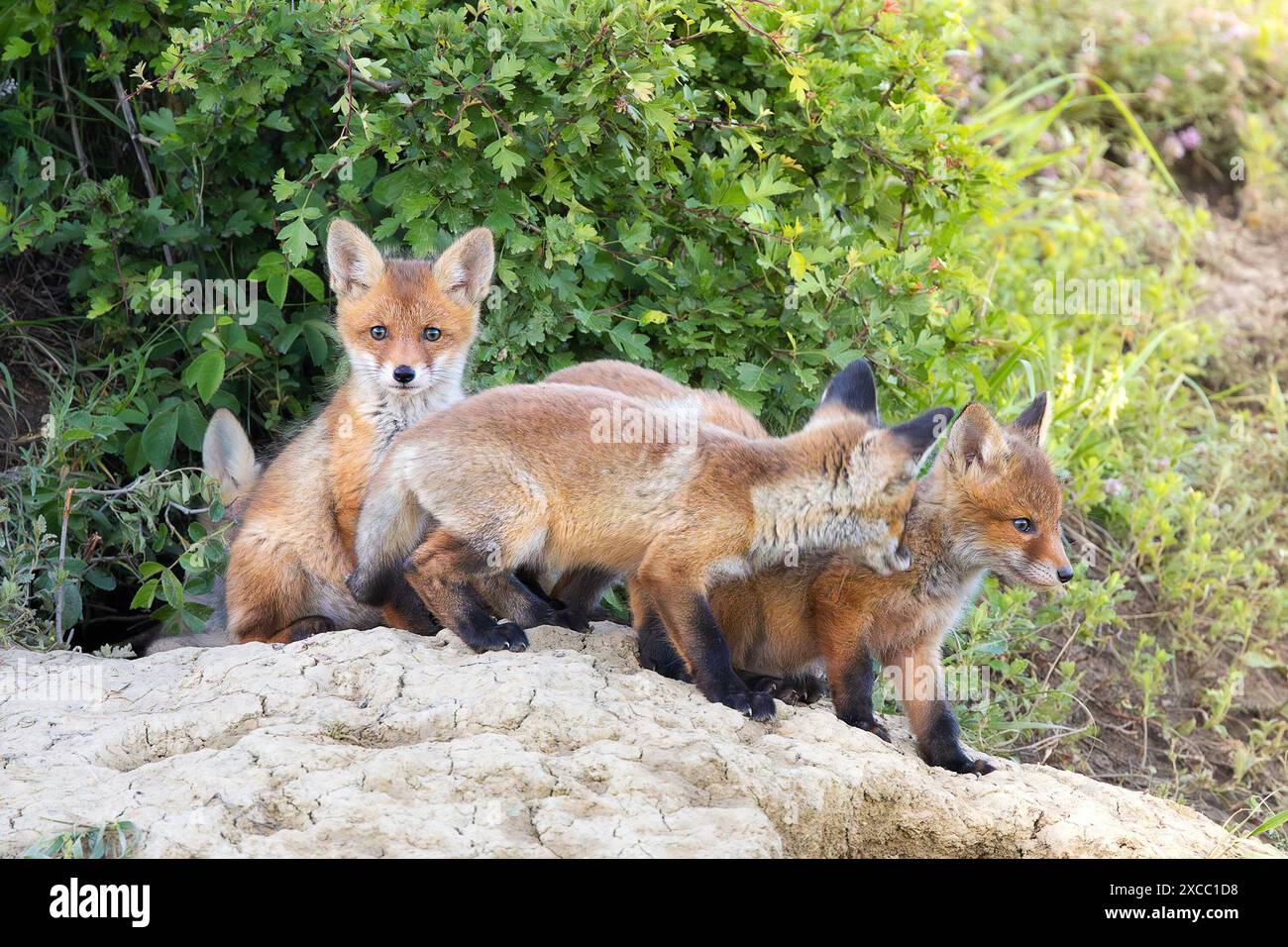 Rotfuchsbrüder stehen zusammen in der Nähe der Höhle (Vulpes vulpes) Stockfoto
