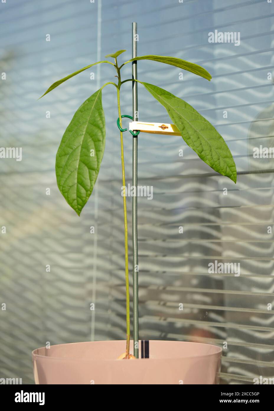 Avocado-Jungpflanze, die im Plastiktopf mit Pflanzenstützstab wächst Stockfoto