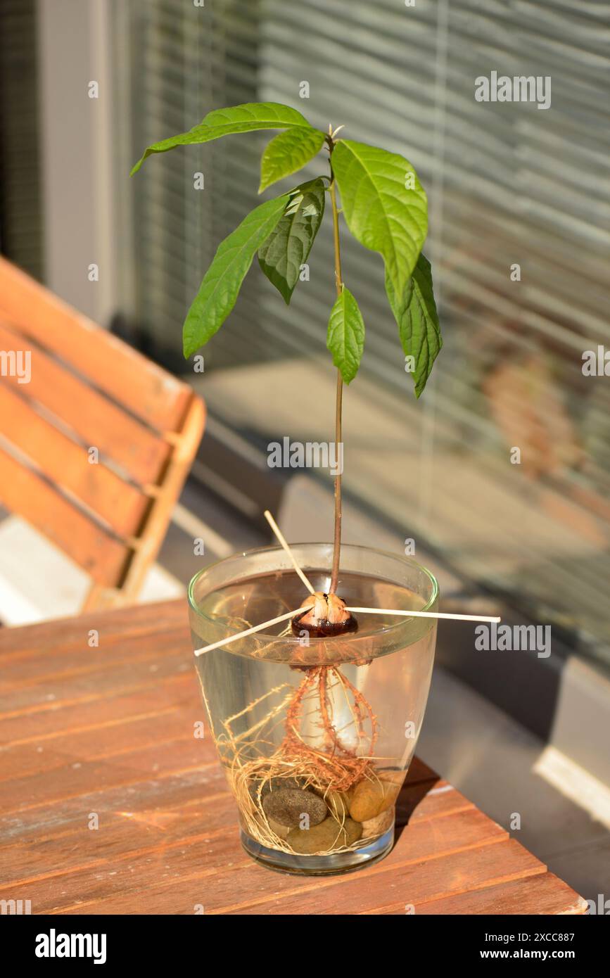 Avocado junge, einheimische Pflanze wächst draußen in Plastiktopf auf dem Balkon der Wohnung Stockfoto