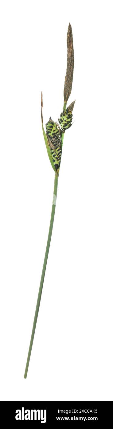 Gemeinsame Segge - Carex nigra Stockfoto