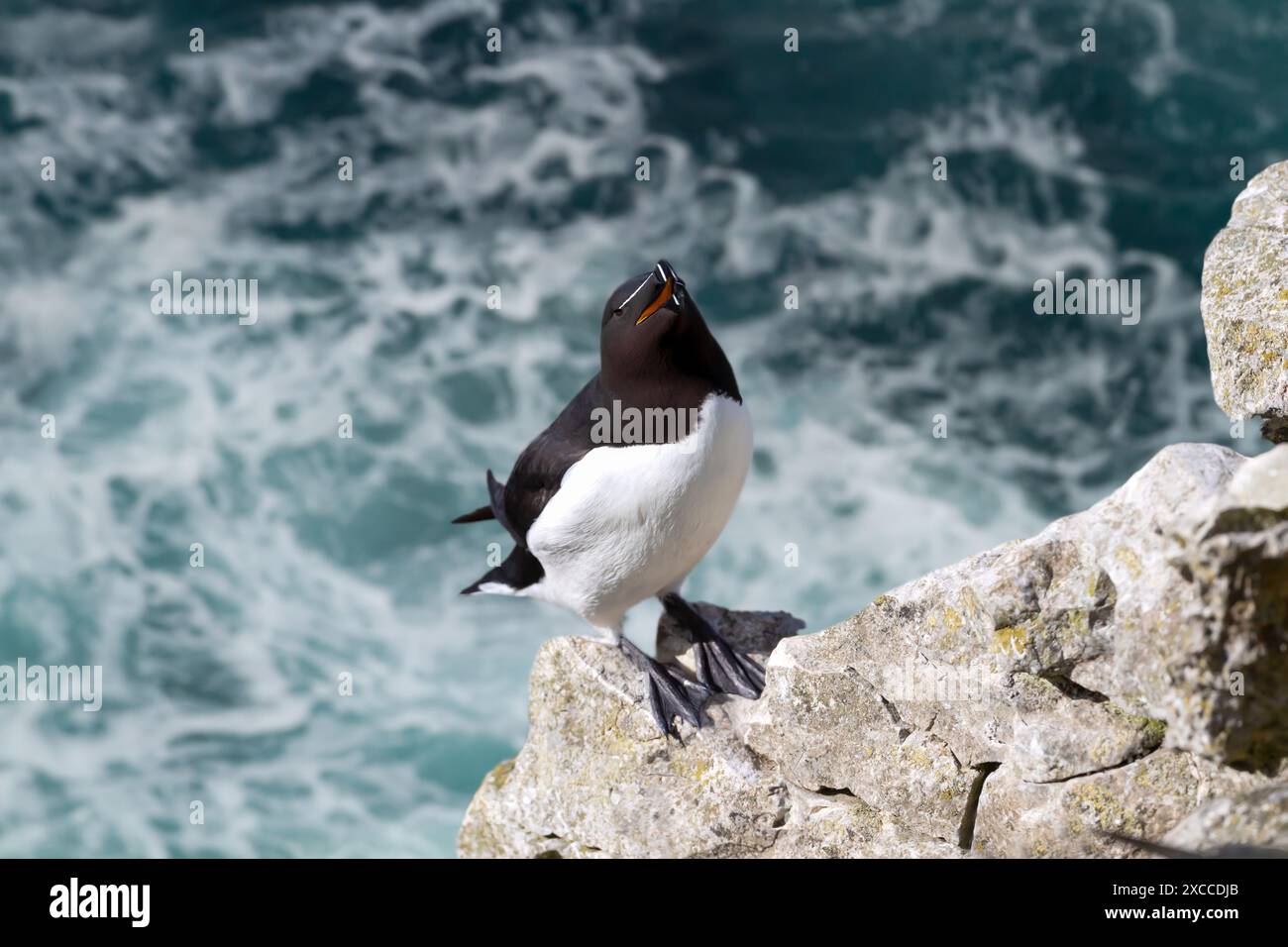 Nahaufnahme eines Razorbill auf einer Klippe Stockfoto