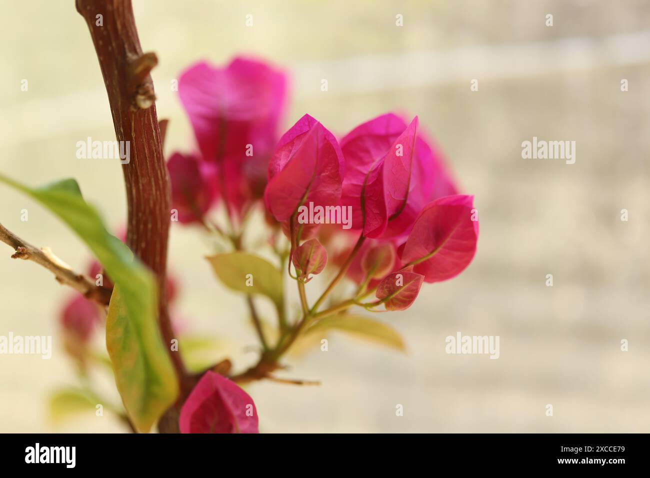 Paperflower, Bougainvillea Pflanze im Garten Stockfoto