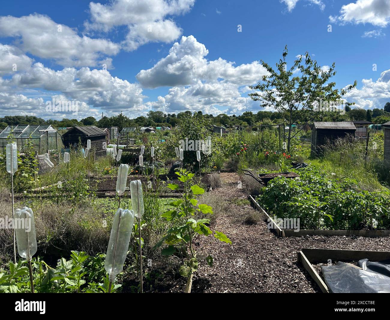 Kleingrundstücke mit verschiedenen Obst- und Gemüsesorten, die im Frühsommer in Olney, Buckinghamshire, England, angebaut werden Stockfoto