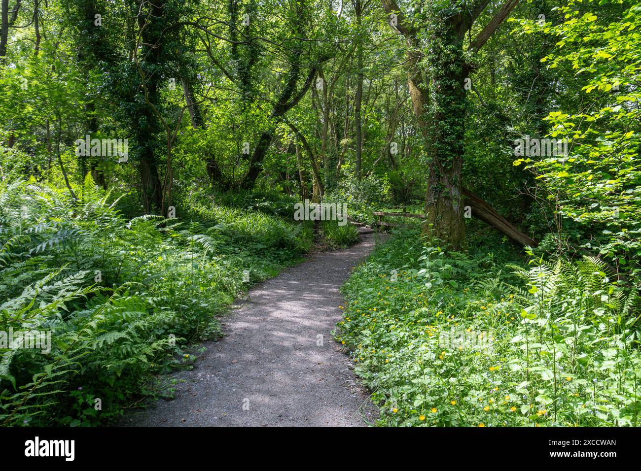 Little Beck Wood Nature Reserve, verwaltet vom Yorkshire Wildlife Trust, Blick durch die Wälder im Sommer, England, Großbritannien Stockfoto