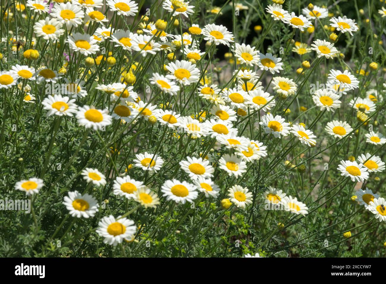 Anthemis tinctoria „Triumfettii“ Blumen blühen im Juni, Garden Golden Marguerite Färber Kamille Ochsenauge Kamille Stockfoto