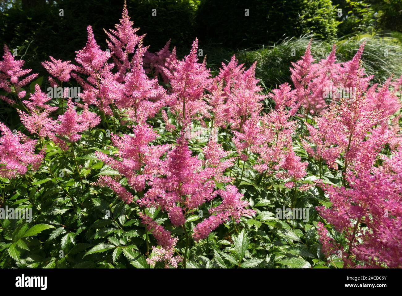 Falsche Spirea Astilbe simplicifolia 'Hennie Graafland' Rosa Blumen im Garten Stockfoto