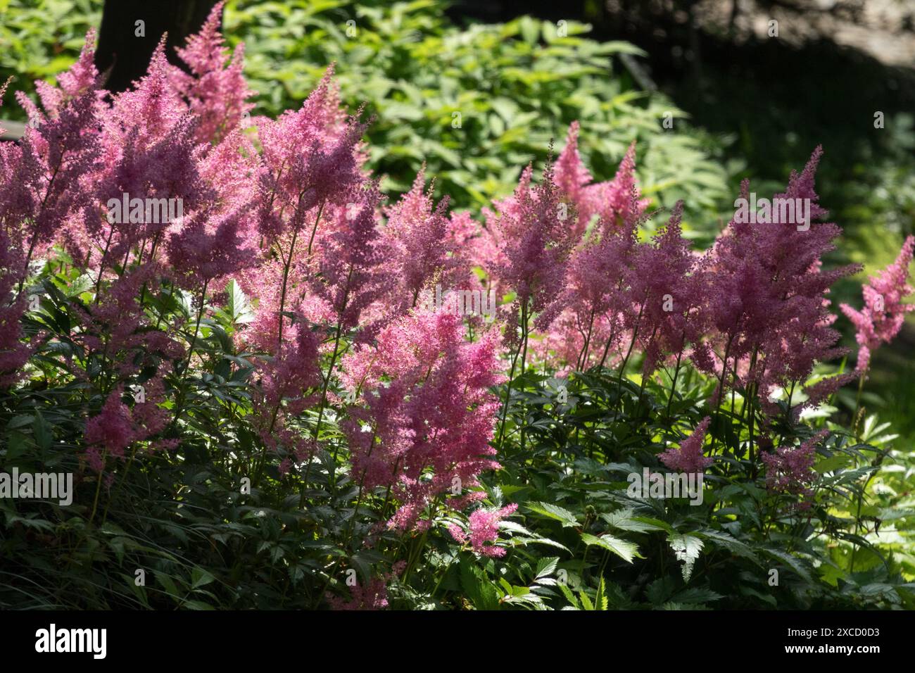 Falsche Spirea Astilbe simplicifolia 'Hennie Graafland' Rosa Blumen Stockfoto