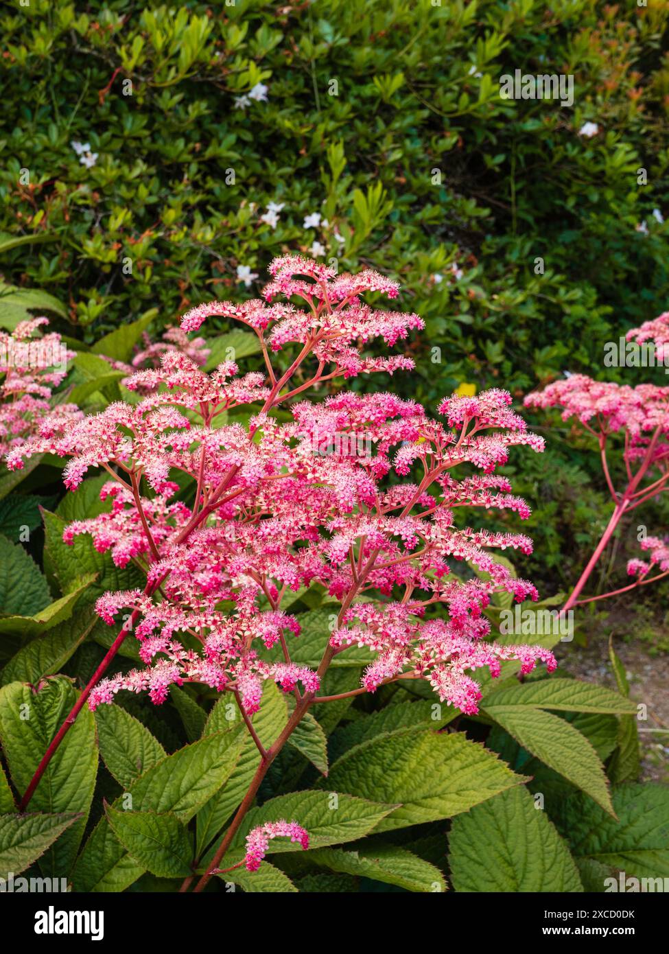 Markantes architektonisches Laub und Blumengrümpfe des Frühsommers von Rodgersia pinnata „Crug Cardina“ Stockfoto