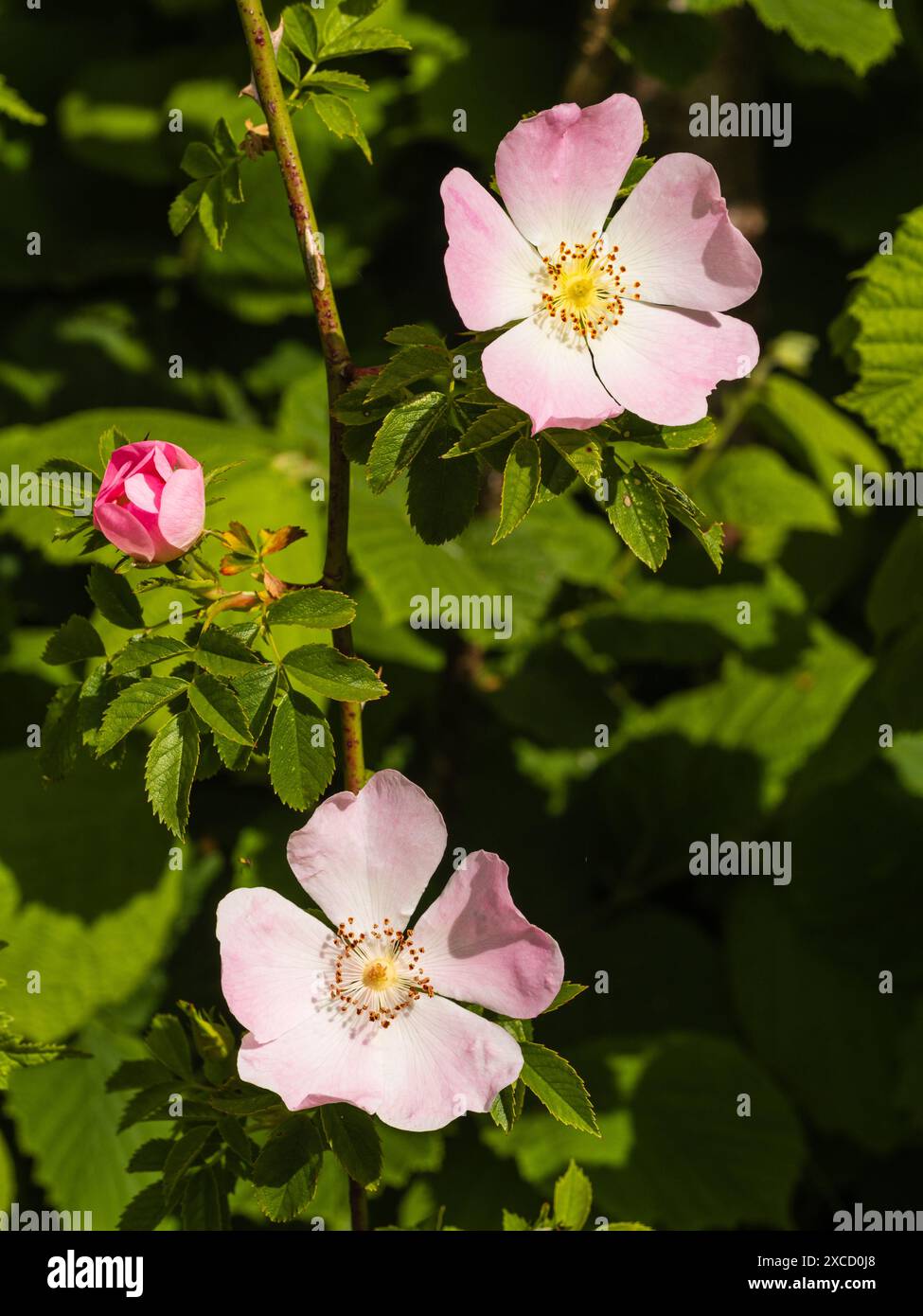 Blassrosa Blüten der harten Hunderose, Rosa canina, eine in Großbritannien einheimische gebräuchliche Wildblume und häufige Kletterer Stockfoto