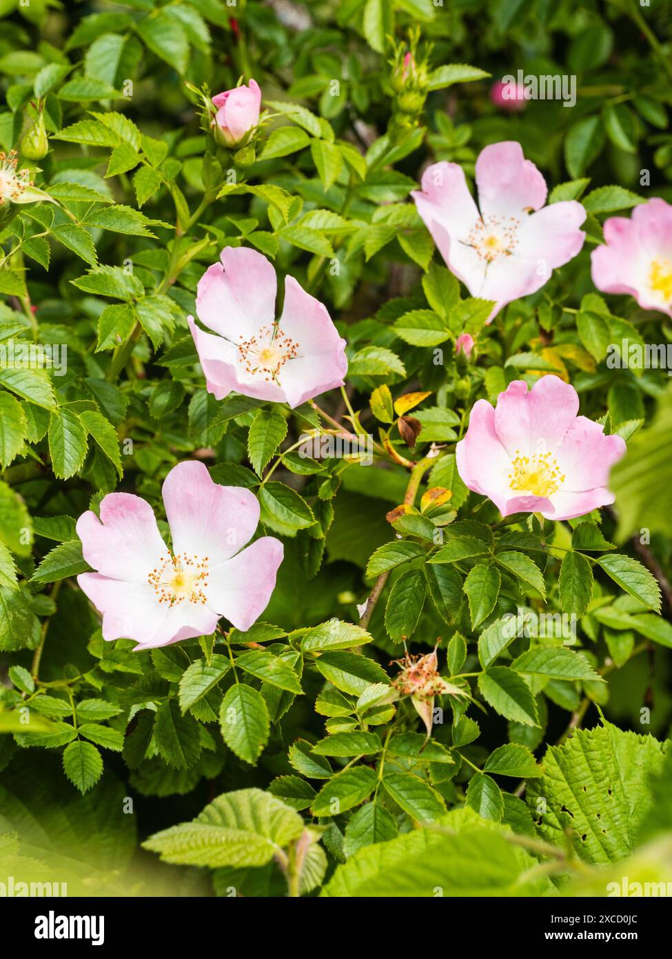 Blassrosa Blüten der harten Hunderose, Rosa canina, eine in Großbritannien einheimische gebräuchliche Wildblume und häufige Kletterer Stockfoto