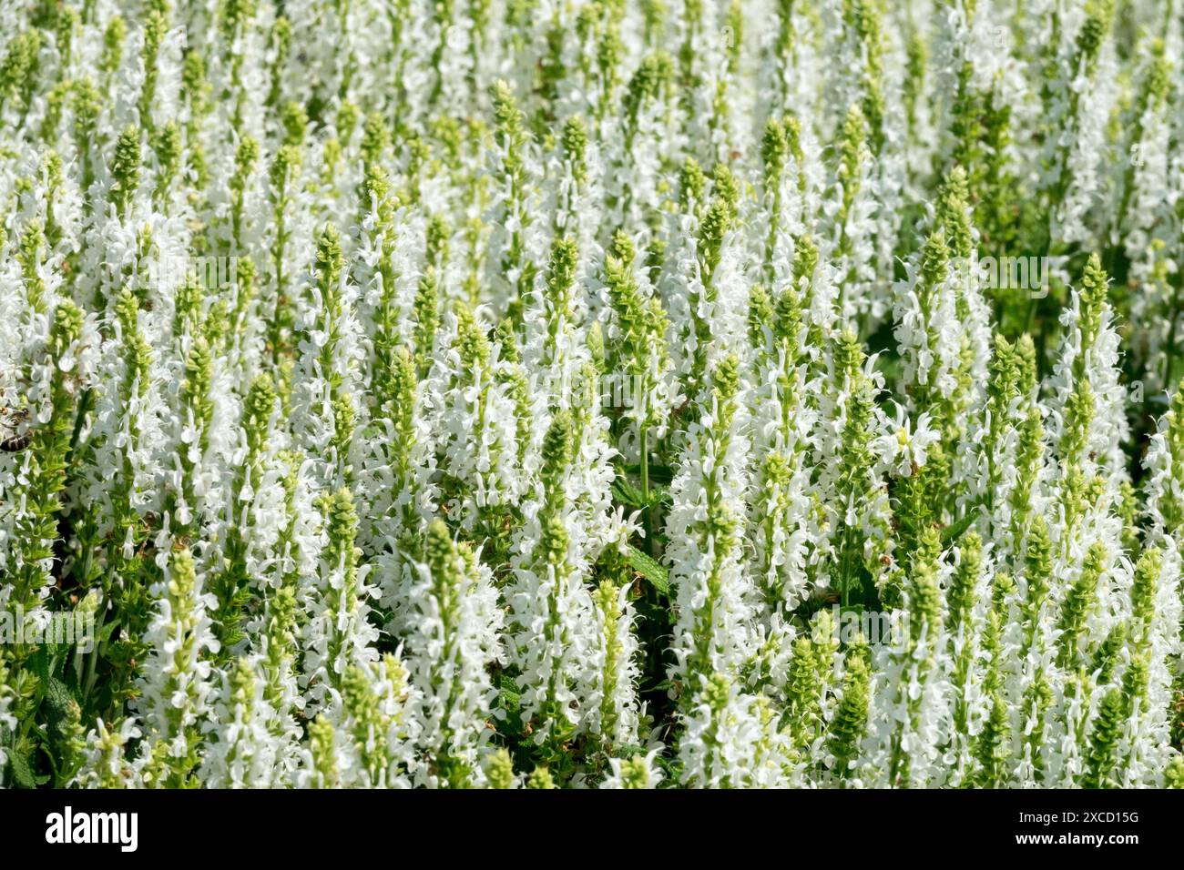 Salvia nemorosa „Adrian“ Weiße Blumen Stockfoto