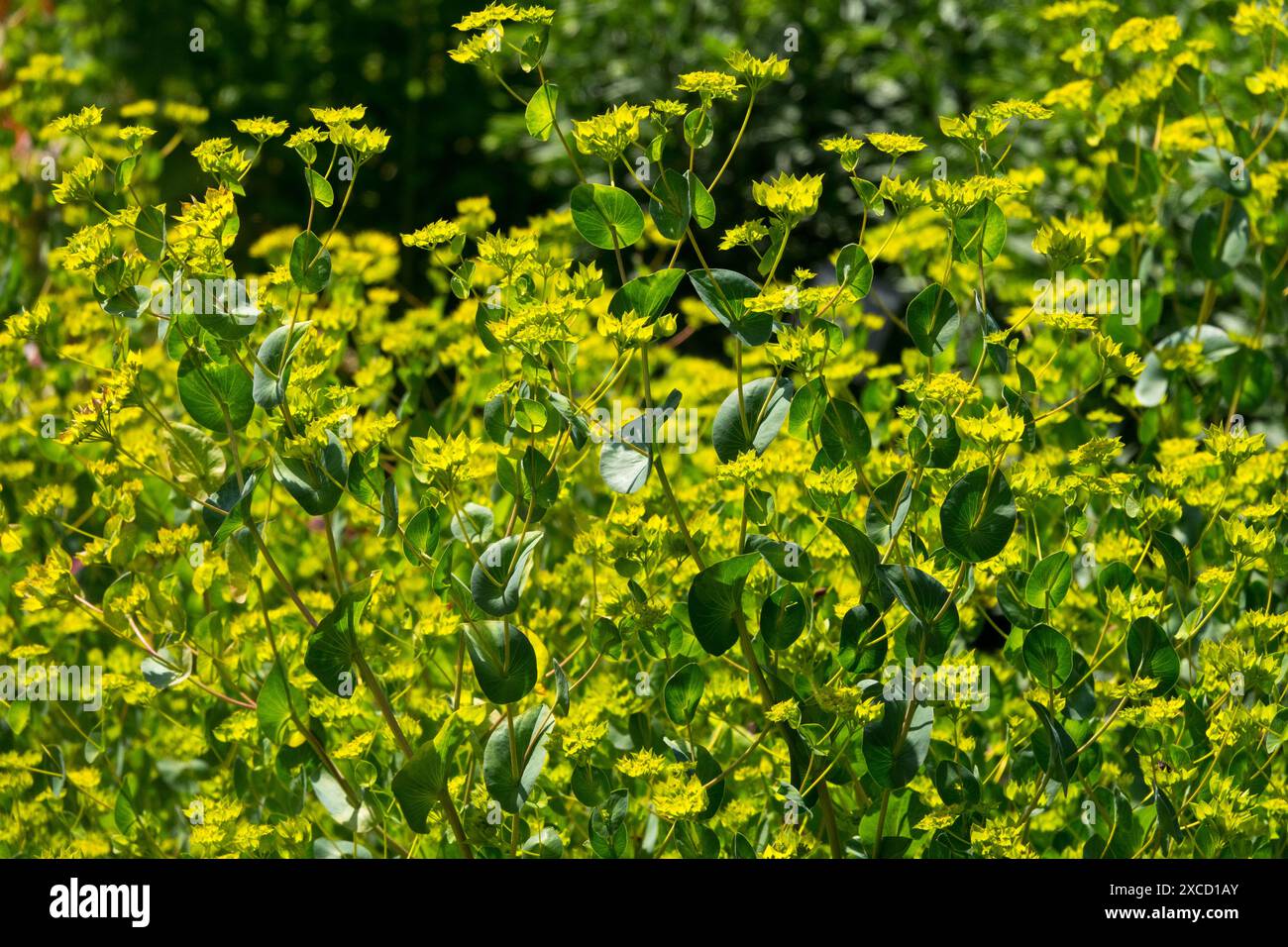 Hasen Ohr Bupleurum rotundifolium „Griffiti“ Stockfoto