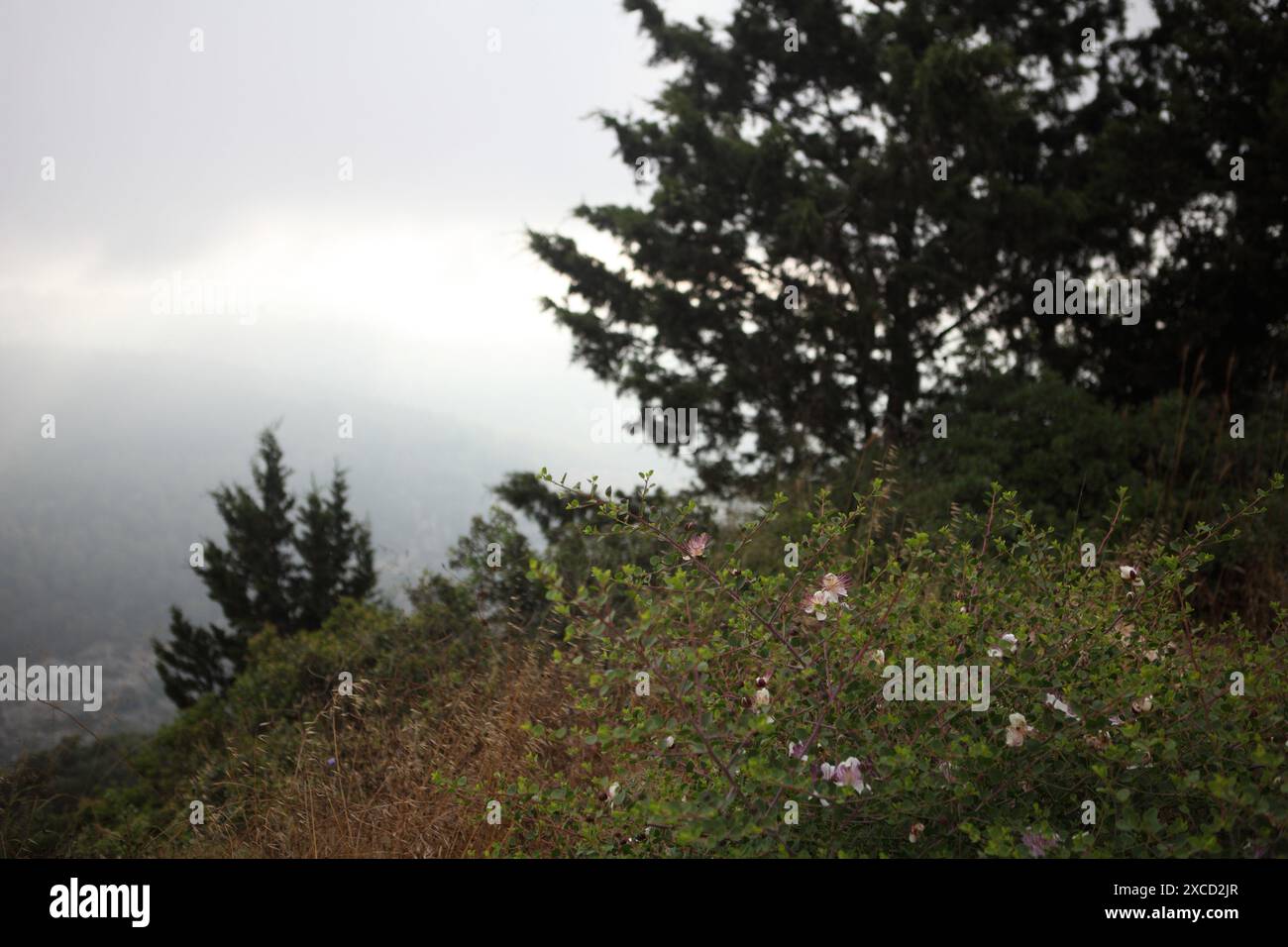 Das untere Galiläa, die Berge, das Tal, das Sonnenlicht gipfelt durch den bewölkten Himmel, die blühenden Caper Bush, Capparis Spinosa oder Flinders Rose Capparaceae. Stockfoto