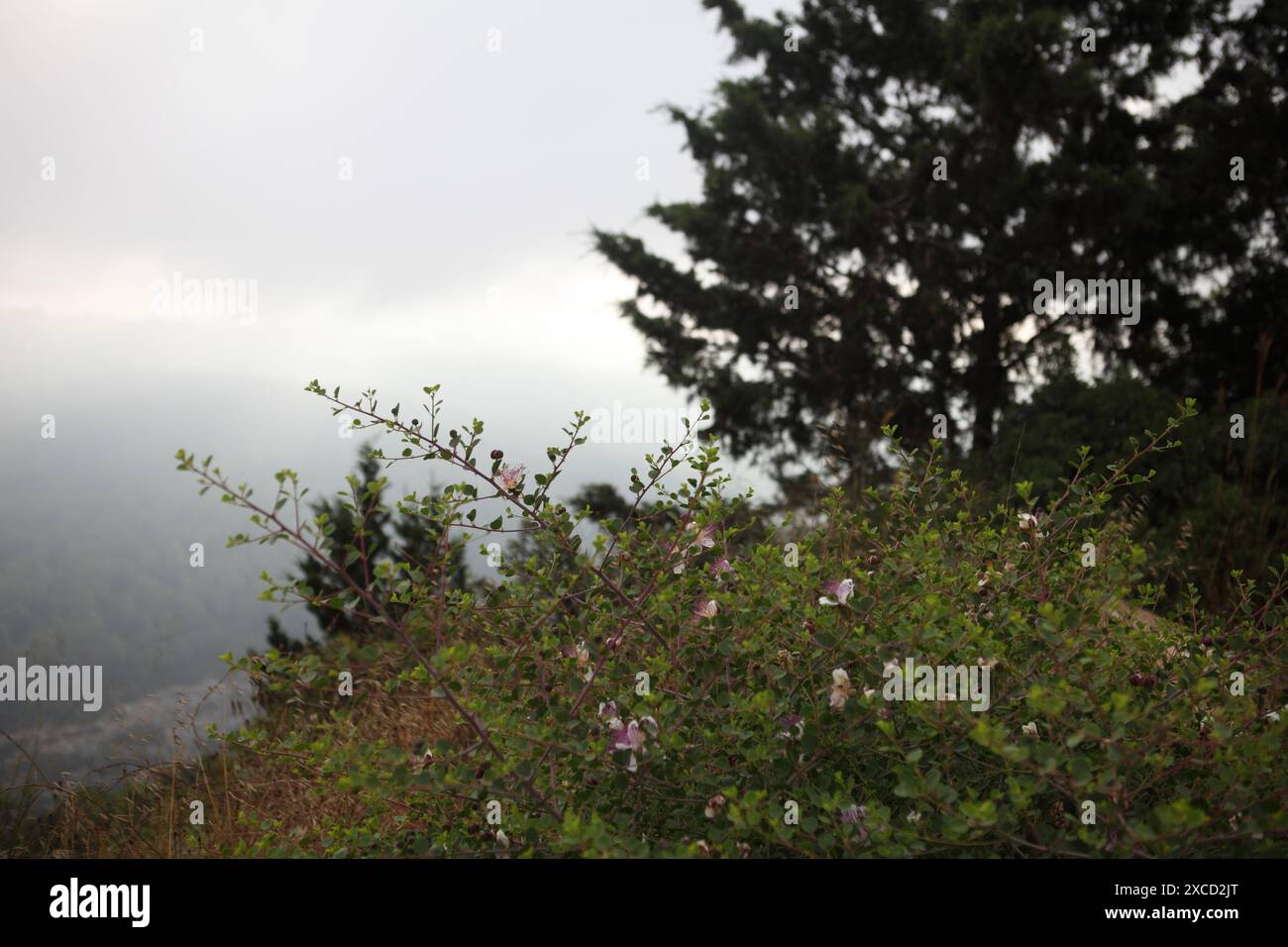 Das untere Galiläa, die Berge, das Tal, das Sonnenlicht gipfelt durch den bewölkten Himmel, die blühenden Caper Bush, Capparis Spinosa oder Flinders Rose Capparaceae. Stockfoto