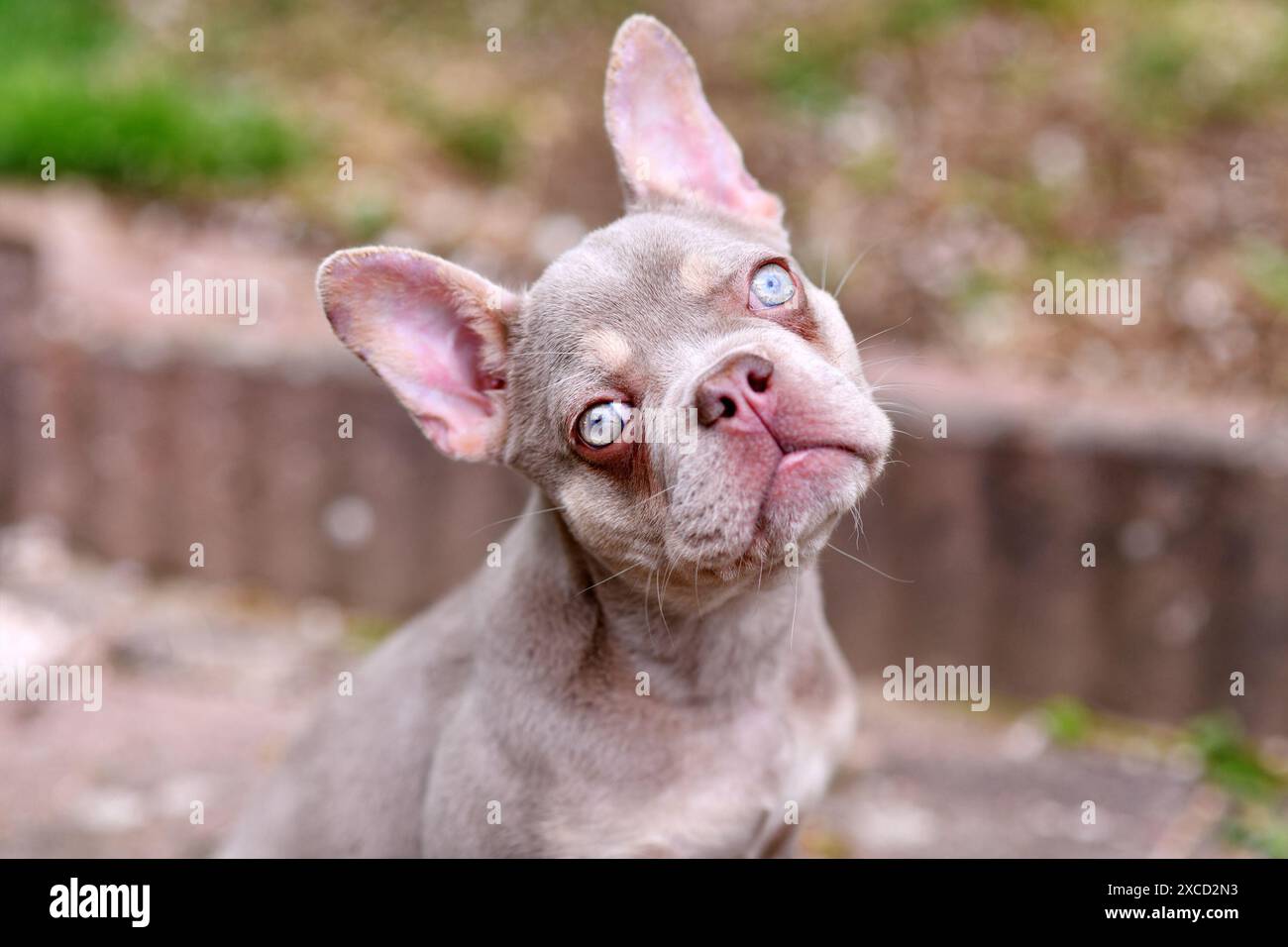 Neuer Shade Isabella französischer Bulldog Hund mit sehr hellblauen Augen Stockfoto